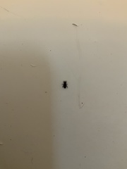 Curculionidae