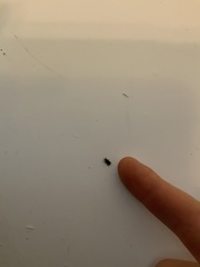 Curculionidae