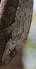 Anolis chamaeleonides