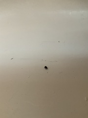 Curculionidae