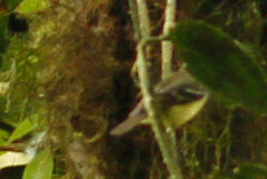 Phyllomyias nigrocapillus