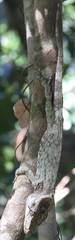 Anolis chamaeleonides