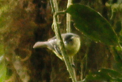 Phyllomyias nigrocapillus