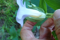 Thunbergia natalensis
