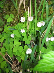 Oxalis acetosella