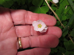 Oxalis acetosella