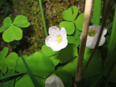 Oxalis acetosella