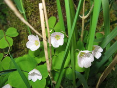 Oxalis acetosella
