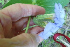 Thunbergia natalensis