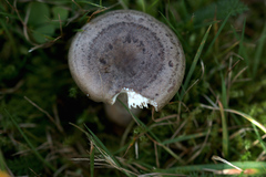 Lactarius circellatus