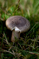 Lactarius circellatus