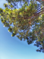 Pinus
