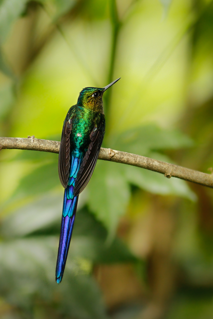 Violet-tailed Sylph photo