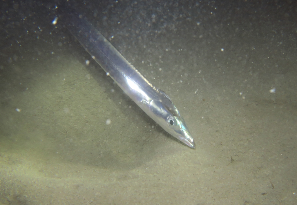 Silver Scabbardfish