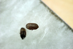 Ochetostethus
