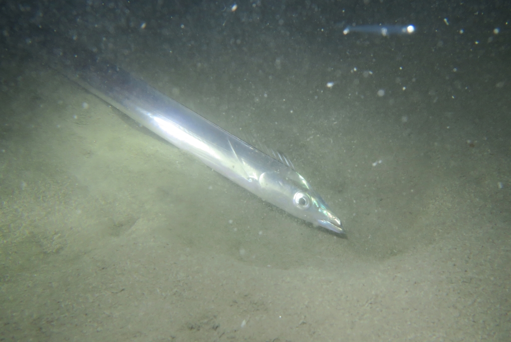 Silver scabbardfish (Lepidopus caudatus) — Trichiuridae
