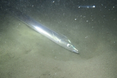 Lepidopus caudatus
