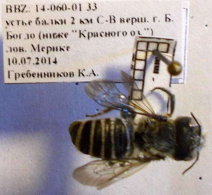 Jakovlev's Small-Mason