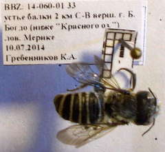 Hoplitis jakovlevi