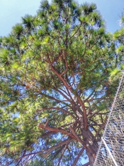 Pinus