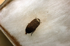 Dermestes coronatus