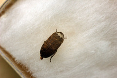 Dermestes coronatus