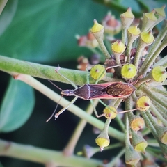 Zelus renardii