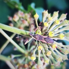 Zelus renardii