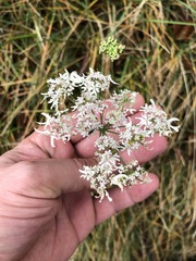 Heracleum austriacum