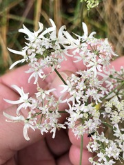 Heracleum austriacum