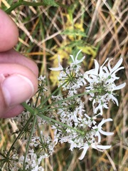 Heracleum austriacum
