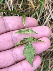 Heracleum austriacum