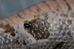 Acrantophis dumerili