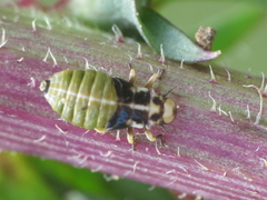 Lepyronia coleoptrata