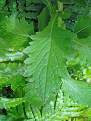 Senecio rufiglandulosus