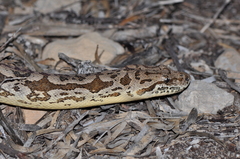 Acrantophis dumerili