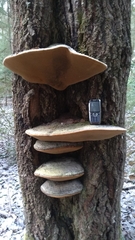 Phellinus populicola