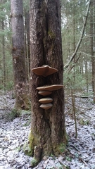 Phellinus populicola