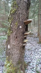 Phellinus populicola