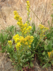 Solidago spathulata spathulata