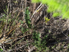Lichtensteinia lacera