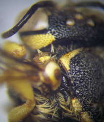 Icteranthidium