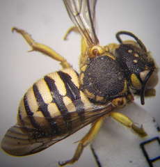Icteranthidium