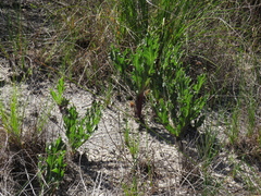 Lichtensteinia lacera