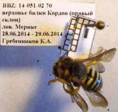 Icteranthidium