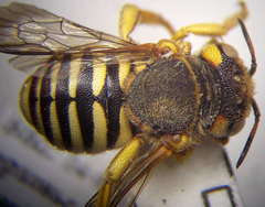 Icteranthidium