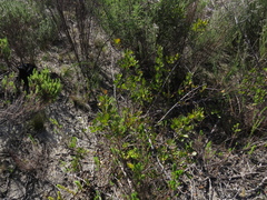 Searsia laevigata laevigata