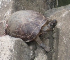 Melanochelys trijuga