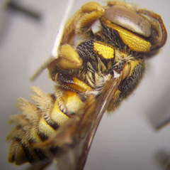 Icteranthidium