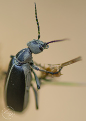 Epicauta cinerea-group